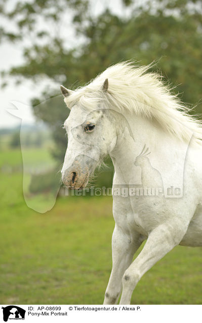Pony-Mix Portrait / AP-08699