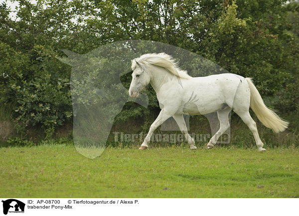 trabender Pony-Mix / AP-08700