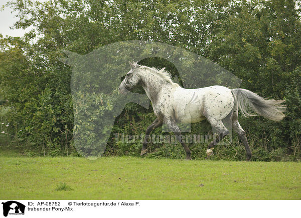 trabender Pony-Mix / AP-08752