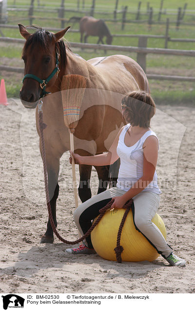 Pony beim Gelassenheitstraining / pony / BM-02530