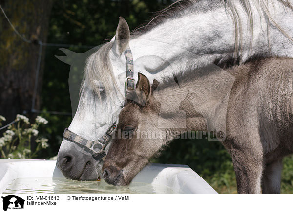 Islnder-Mixe / Ponys / VM-01613