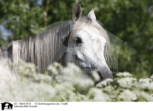 Islnder-Mix Portrait / Pony portrait / VM-01614