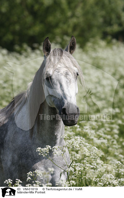 Islnder-Mix Portrait / Pony portrait / VM-01619
