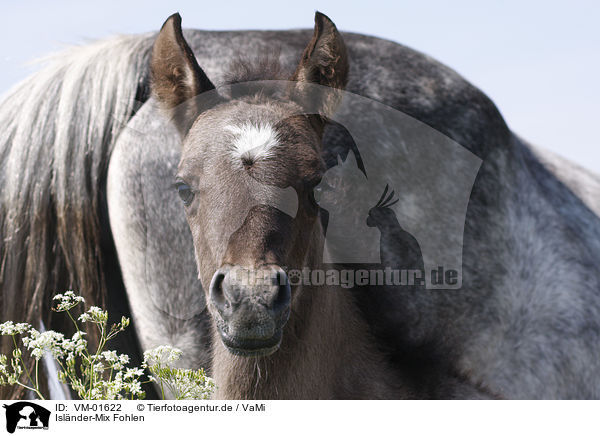 Islnder-Mix Fohlen / Pony foal / VM-01622