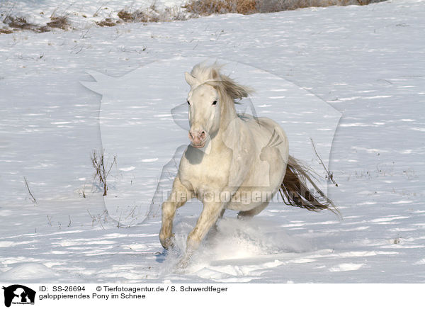 galoppierendes Pony im Schnee / SS-26694