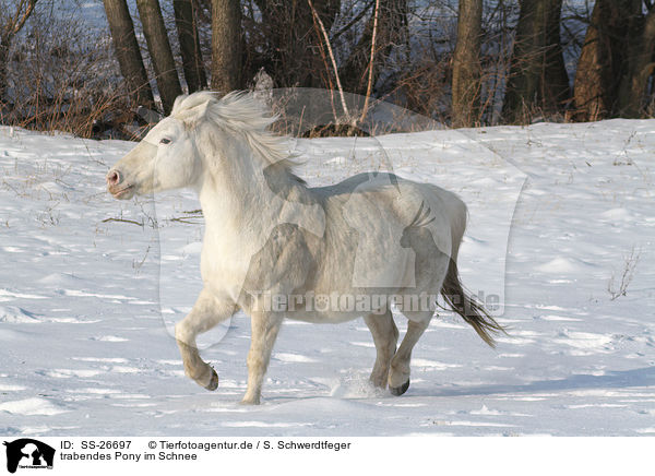 trabendes Pony / trotting pony / SS-26697