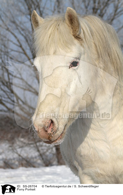 Pony Portrait / Pony Portrait / SS-26704