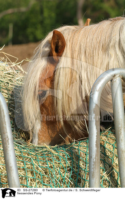 fressendes Pony / eating pony / SS-27280
