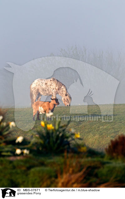 grasendes Pony / browsing pony / MBS-07671