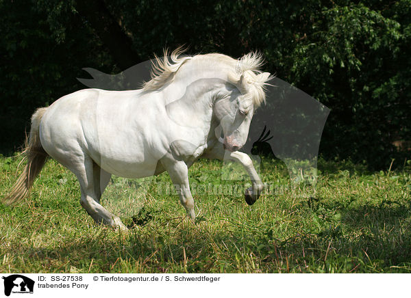 trabendes Pony / SS-27538