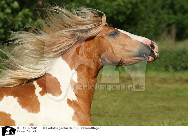Pony Portrait / Pony Portrait / SS-27561