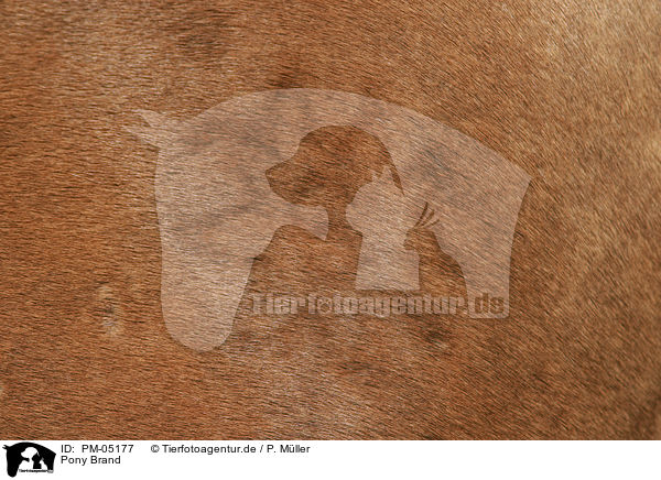 Pony Brand / pony brand mark / PM-05177