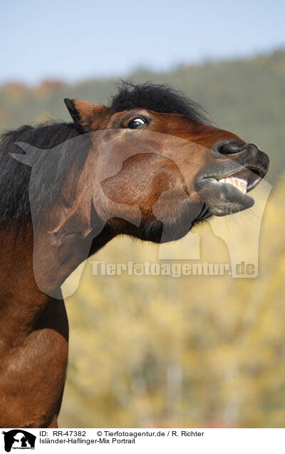 Islnder-Haflinger-Mix Portrait / crossbreed portrait / RR-47382