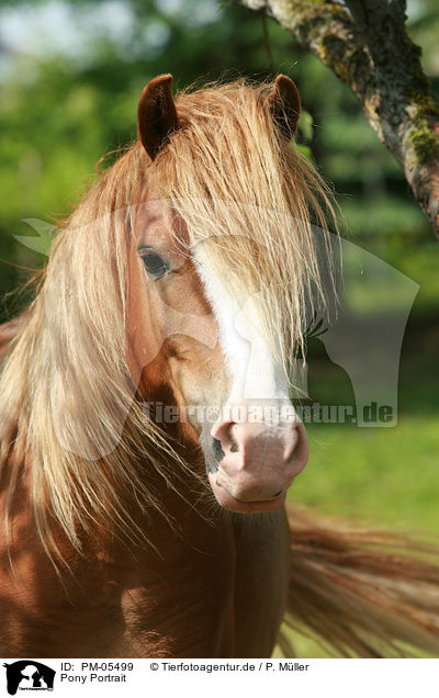 Pony Portrait / Pony Portrait / PM-05499