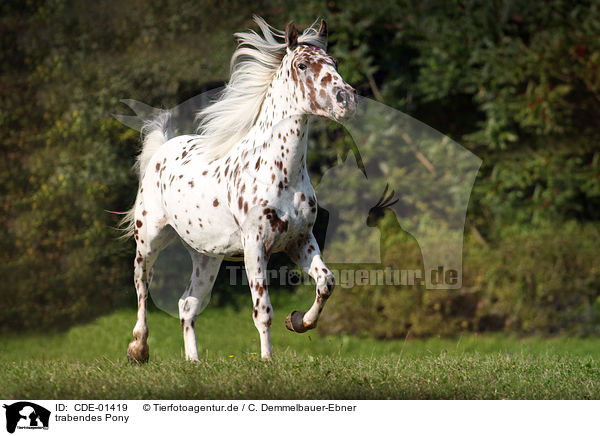 trabendes Pony / CDE-01419