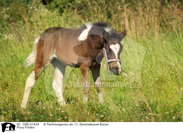 Pony Fohlen / Pony foal / CDE-01429