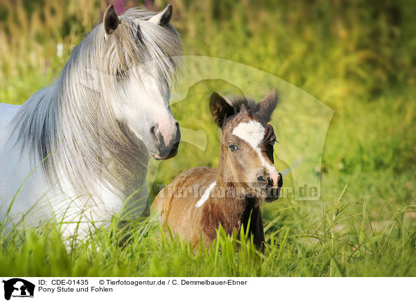 Pony Stute und Fohlen / CDE-01435