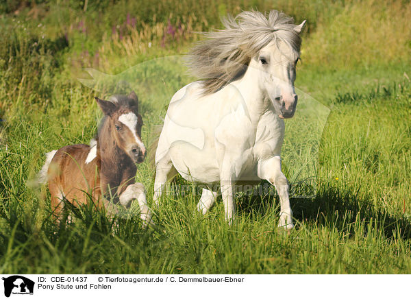 Pony Stute und Fohlen / Pony mare and foal / CDE-01437