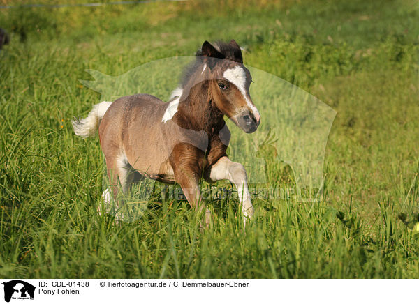 Pony Fohlen / CDE-01438
