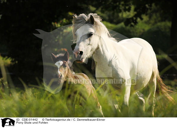 Pony Stute und Fohlen / Pony mare and foal / CDE-01442