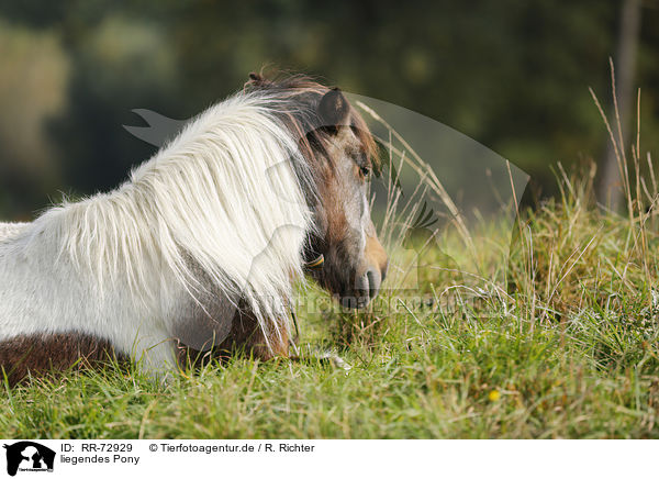 liegendes Pony / RR-72929
