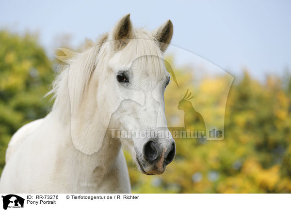 Pony Portrait / RR-73276