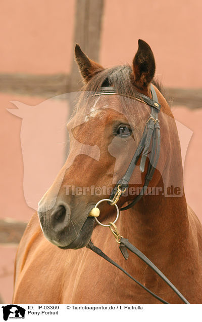 Pony Portrait / Pony Portrait / IP-03369