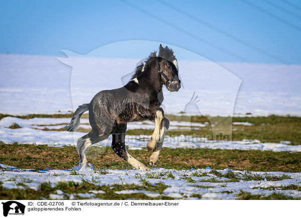galoppierendes Fohlen / galloping foal / CDE-02706