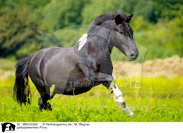 galoppierendes Pony / galloping Pony / MW-03284