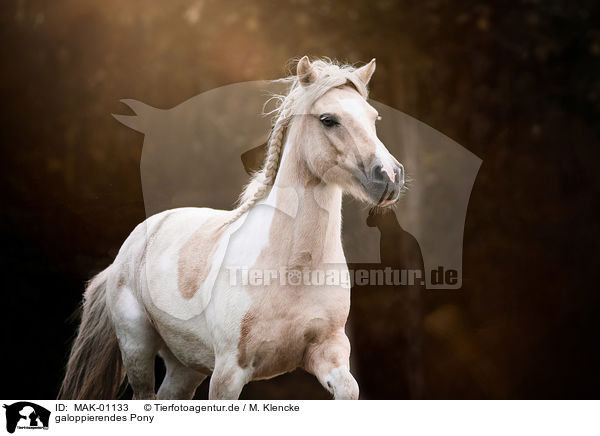 galoppierendes Pony / galloping Pony / MAK-01133