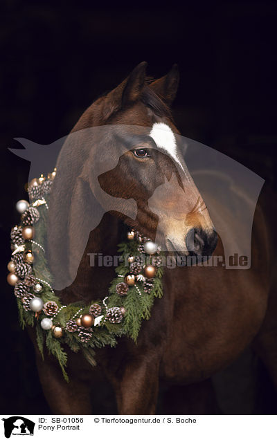Pony Portrait / Pony Portrait / SB-01056