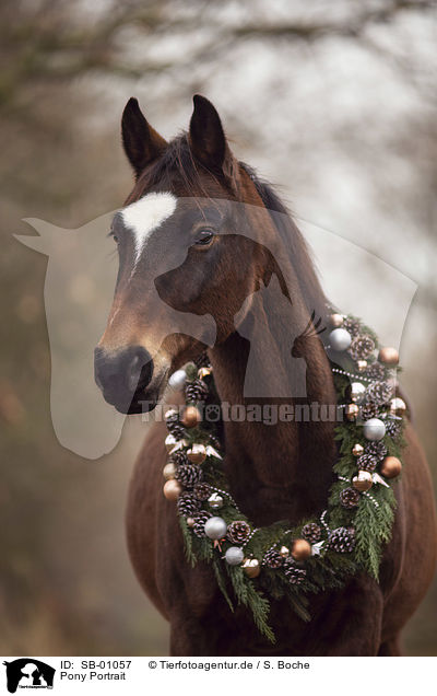 Pony Portrait / Pony Portrait / SB-01057