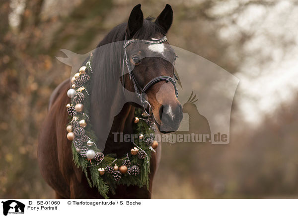 Pony Portrait / Pony Portrait / SB-01060