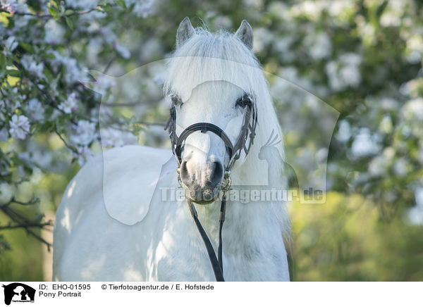 Pony Portrait / Pony portrait / EHO-01595