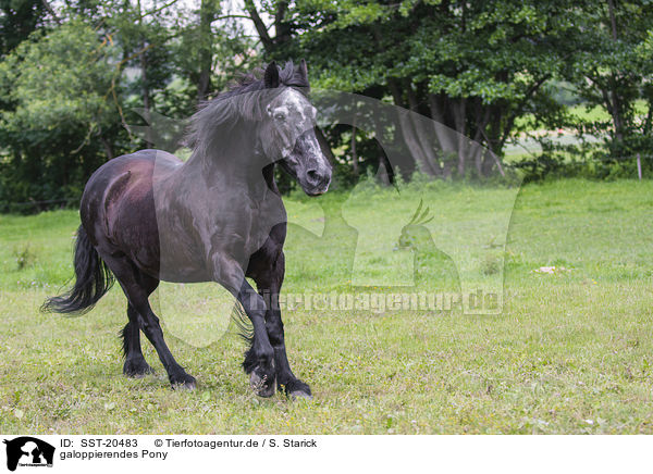 galoppierendes Pony / SST-20483