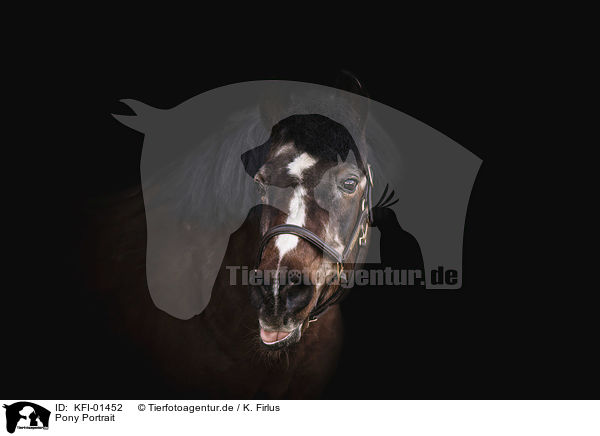 Pony Portrait / KFI-01452