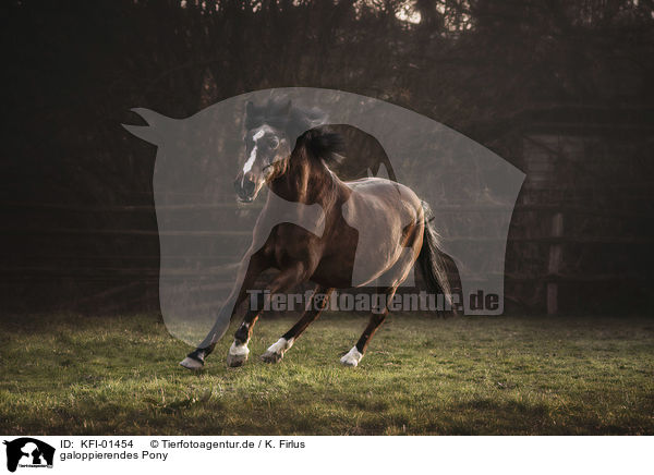 galoppierendes Pony / galloping Pony / KFI-01454