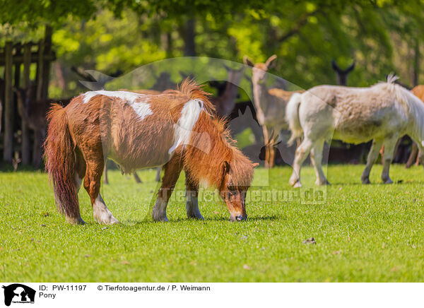 Pony / PW-11197