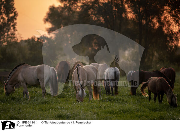 Ponyherde / herd of ponies / IFE-01101