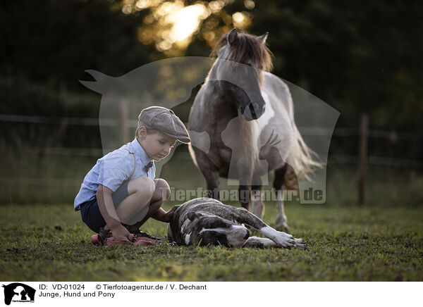 Junge, Hund und Pony / boy, dog and pony / VD-01024