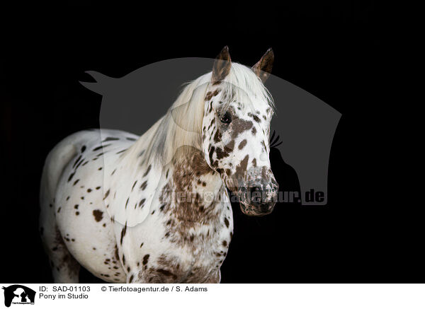 Pony im Studio / Pony in studio / SAD-01103