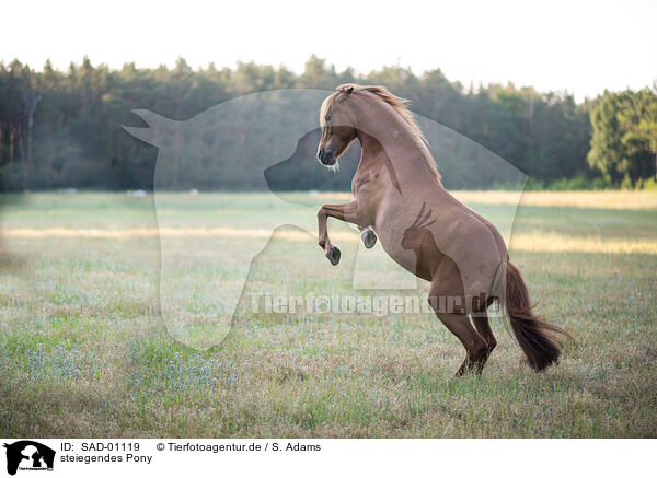 steiegendes Pony / SAD-01119
