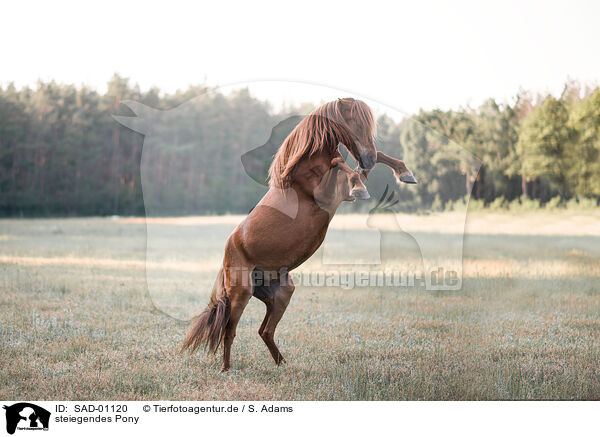 steiegendes Pony / SAD-01120