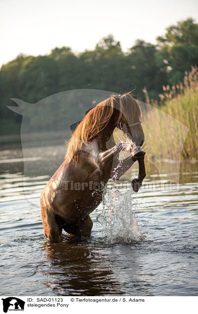 steiegendes Pony / SAD-01123