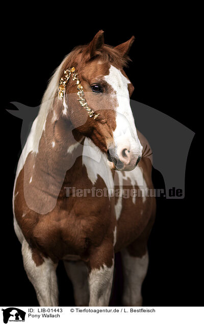 Pony Wallach / LIB-01443