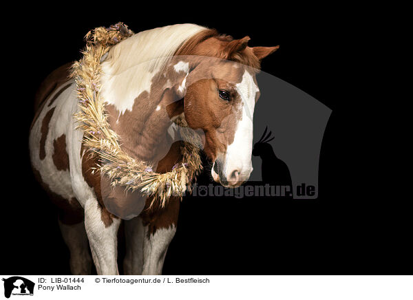 Pony Wallach / Pony gelding / LIB-01444