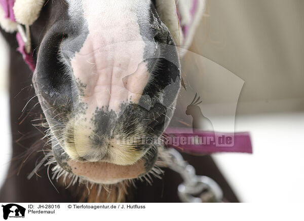 Pferdemaul / horse mouth / JH-28016
