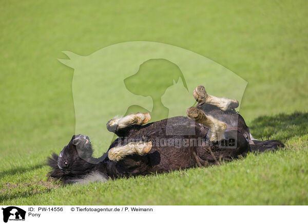Pony / Pony / PW-14556