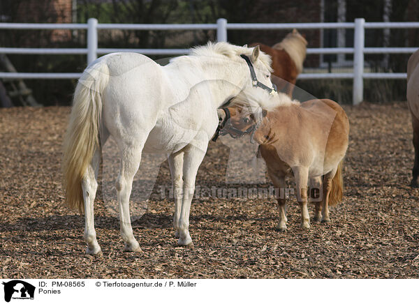 Ponies / PM-08565