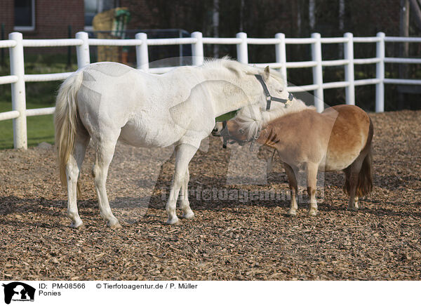 Ponies / Ponies / PM-08566